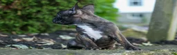 Frenchton dogs for sale: MISTY - Ad 9