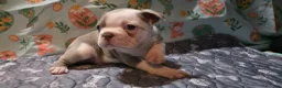 Boston Terrier dogs for sale: Caramel  - Ad 5