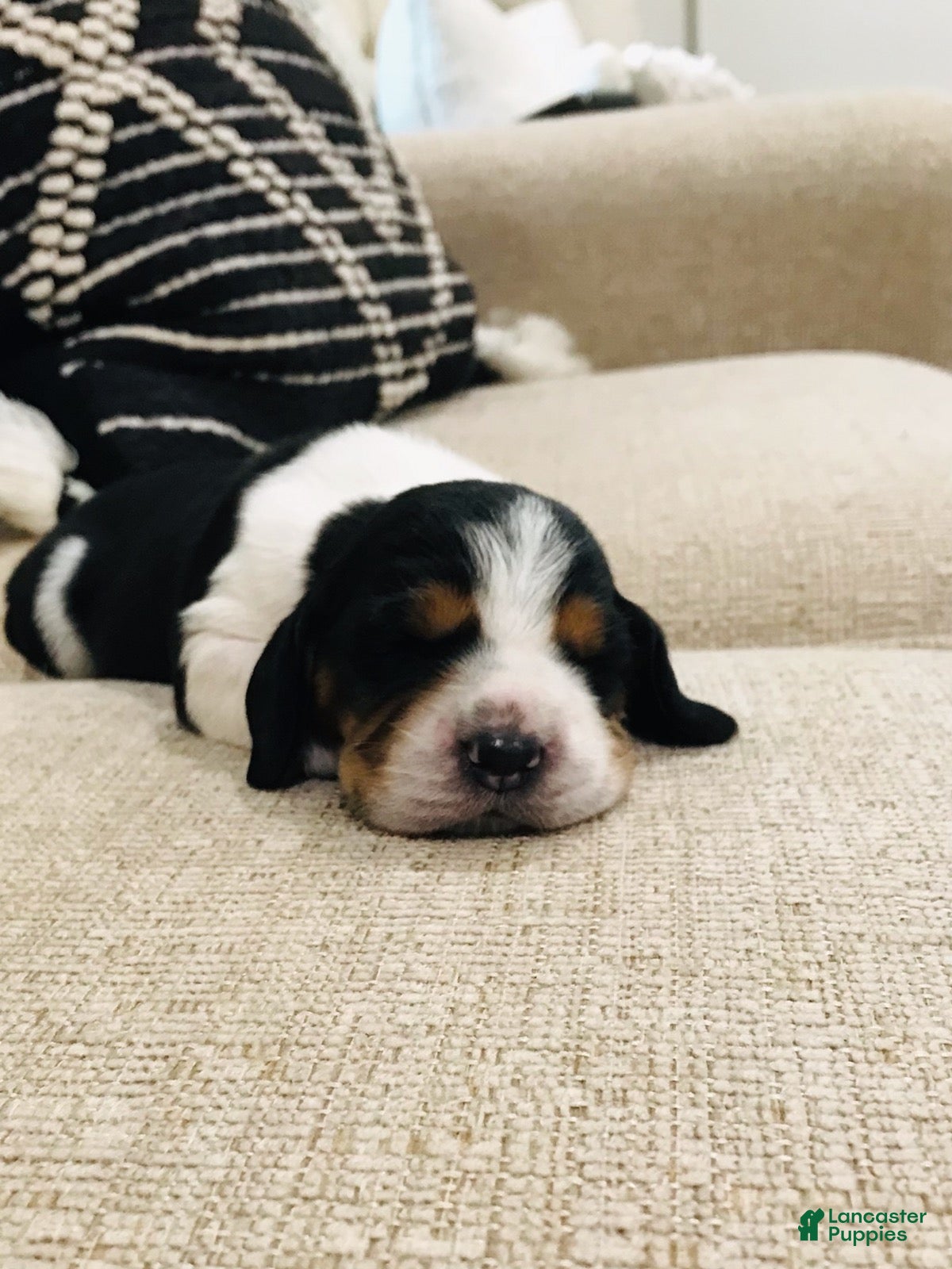 Basset Hound dogs Buddy-Male - Ad 1
