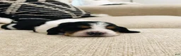 Basset Hound dogs for sale: Buddy-Male - Ad 1