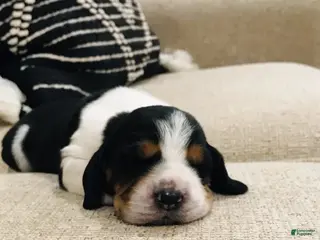 Basset Hound dogs for sale: Buddy-Male - Ad 2