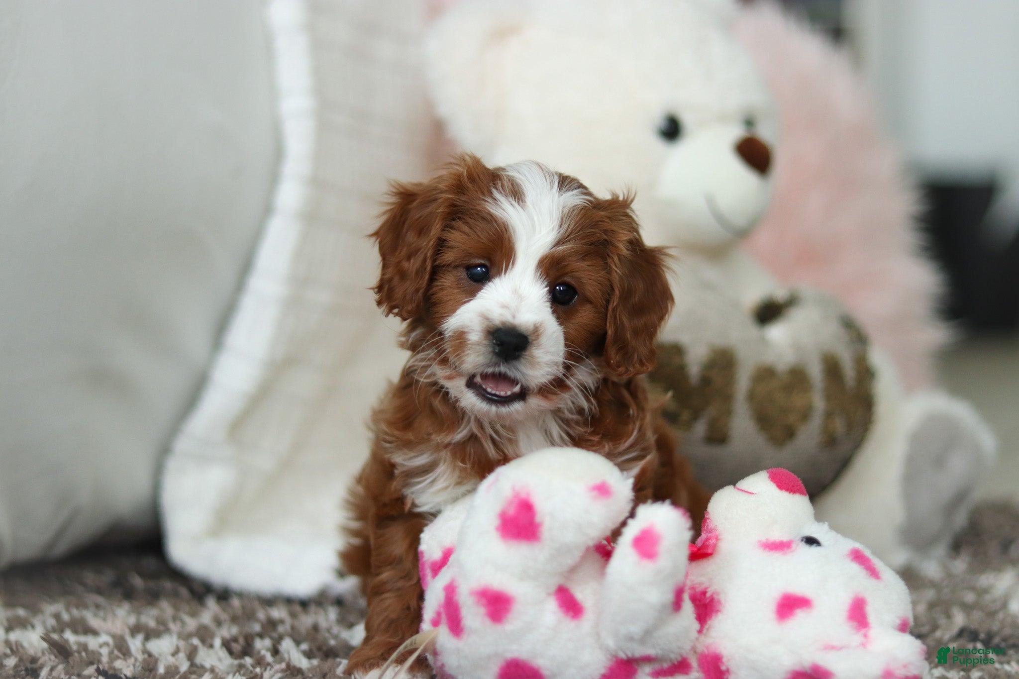 Cavapoo dogs Angela - Ad 4