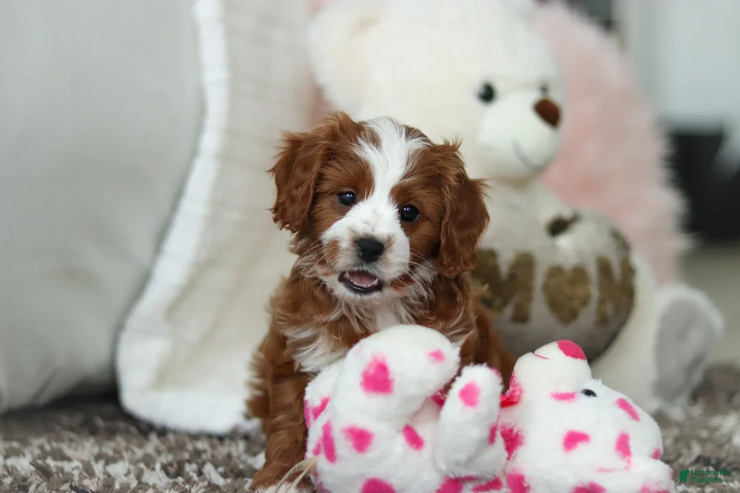 Cavapoo dogs for sale: Angela - Ad 1