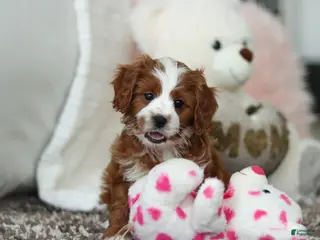 Cavapoo dogs Angela - Ad 4