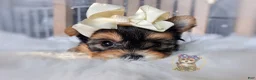 Morkie dogs for sale: Korean Tala - Ad 6