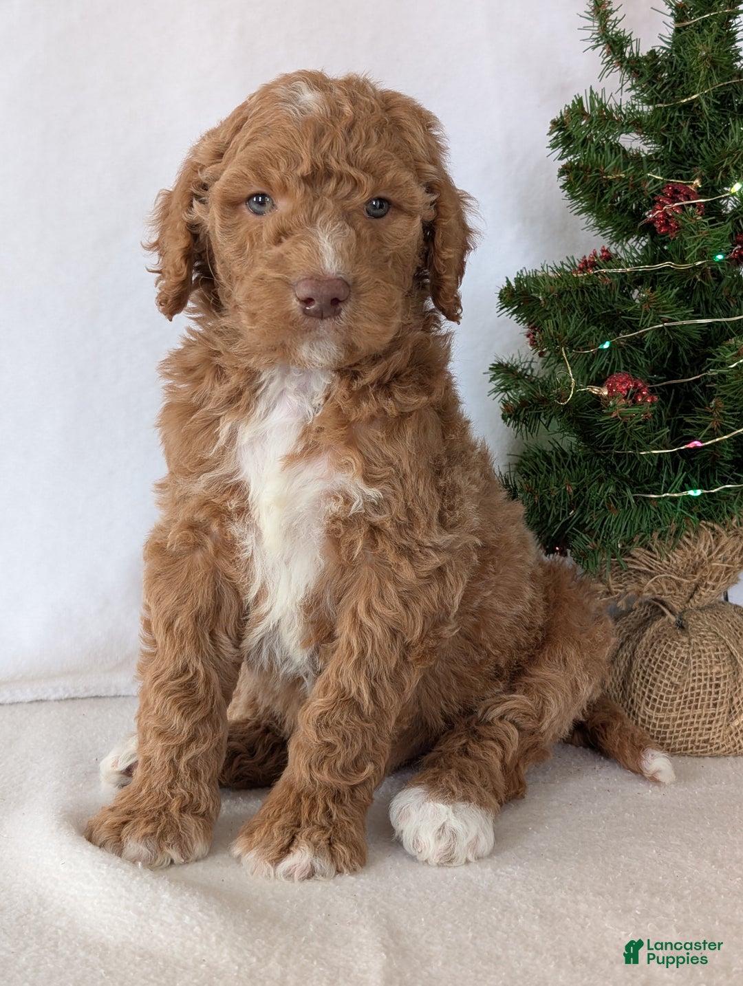 Goldendoodle dogs for sale: Parker - Ad 9
