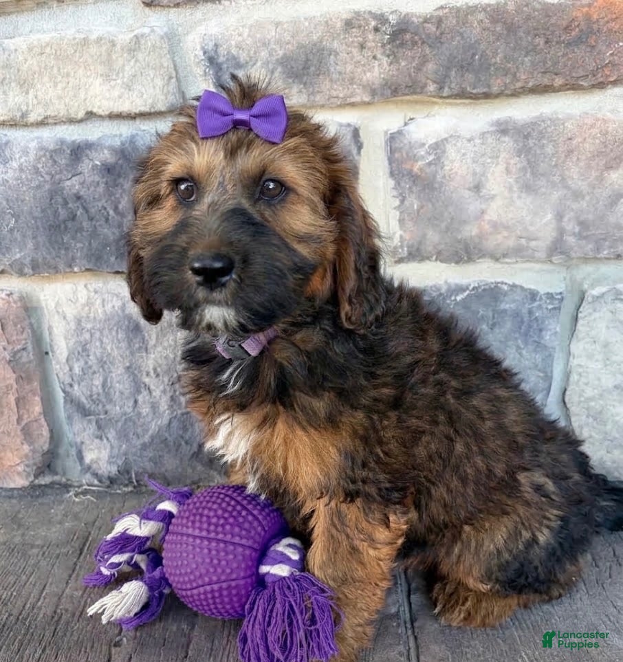 Whoodle dogs Whoodle 1 - Ad 8