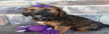 Whoodle 1