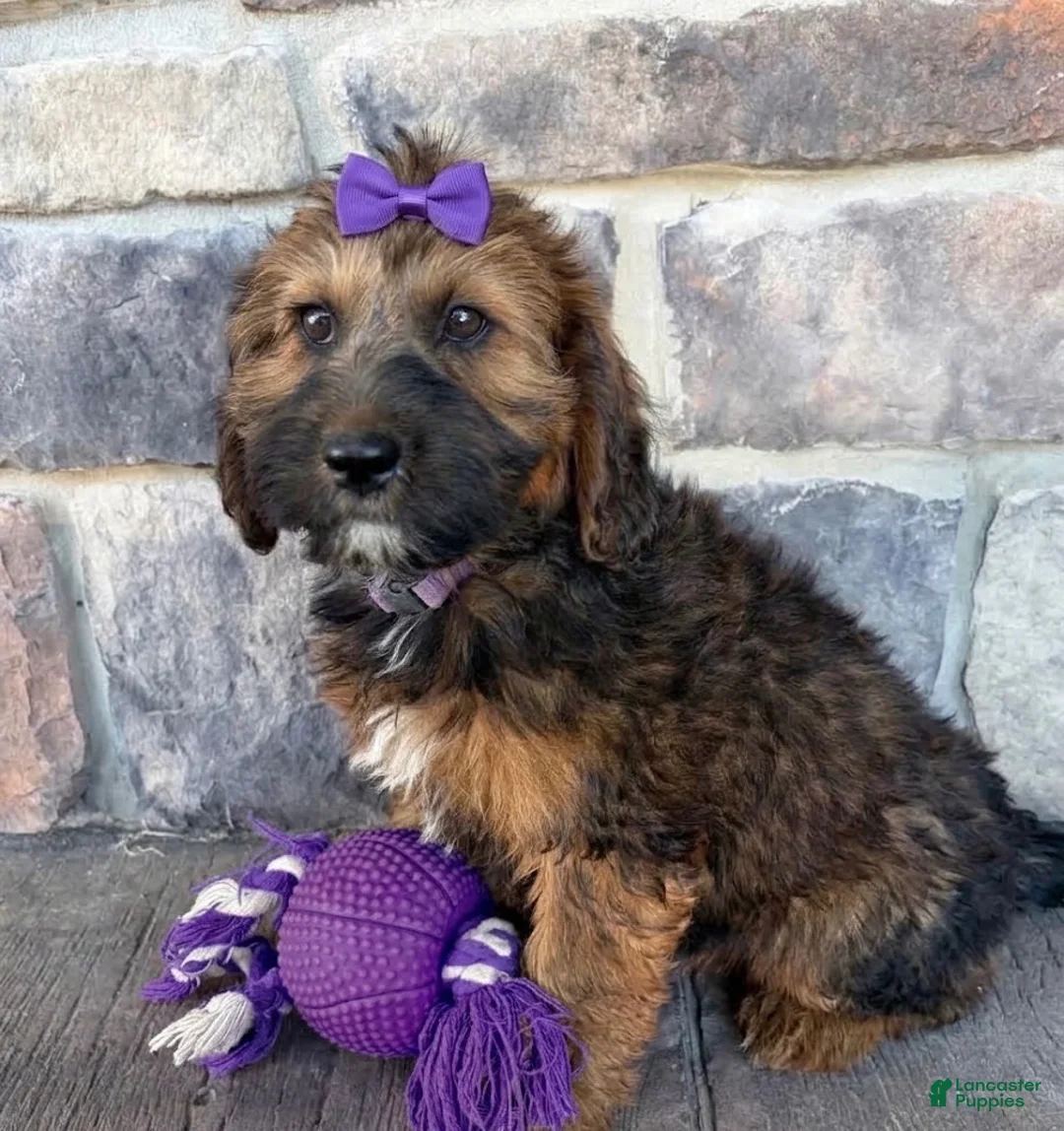 Whoodle dogs for sale: Whoodle 1 - Ad 1