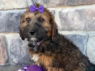 Whoodle dogs Whoodle 1 - Ad 8