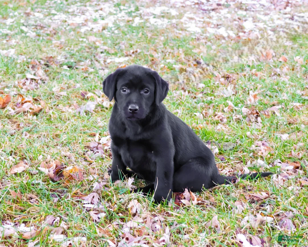 Labrador Retriever dogs for sale: Leah - Ad 2