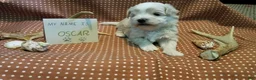Maltipoo dogs for sale: Oscar - Ad 3