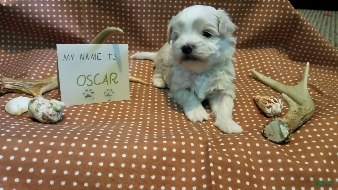 Maltipoo dogs for sale: Oscar - Ad 3
