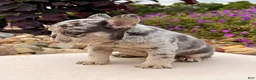French Bulldog dogs for sale: Dawn - Ad 4