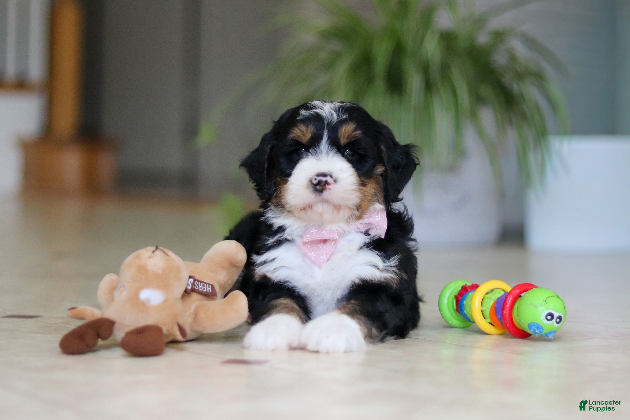 Mini Bernedoodle dogs Tyra - Ad 2