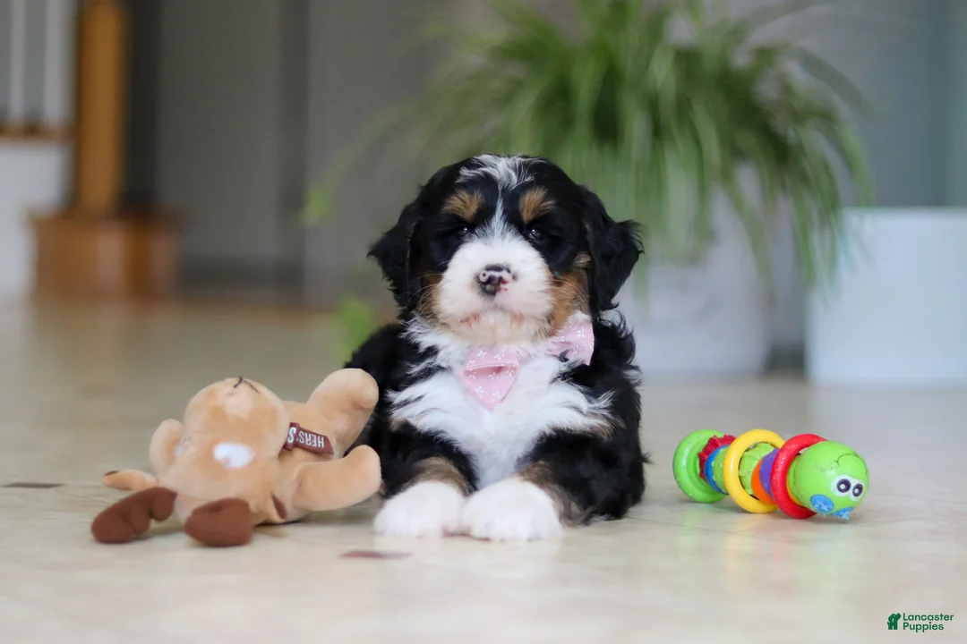 Mini Bernedoodle dogs for sale: Tyra - Ad 2