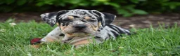 Beabull dogs for sale: Dixie - Ad 8