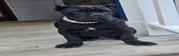 Cane Corso dogs for sale: ZEUS - Ad 8