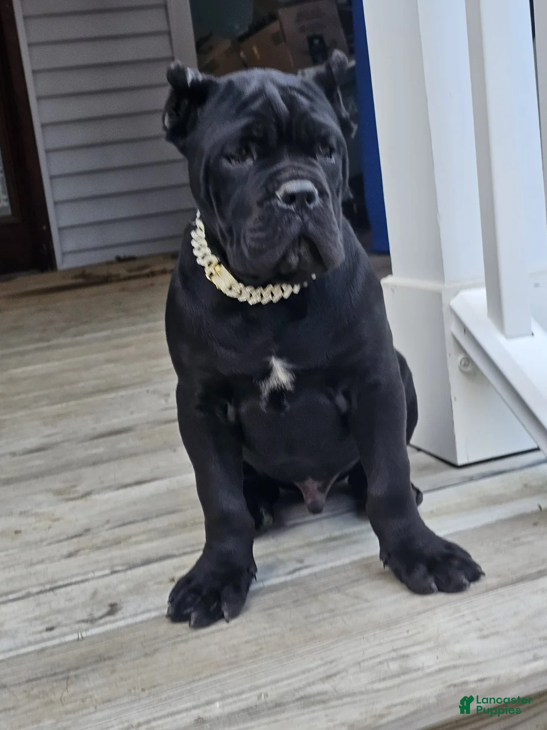Cane Corso dogs for sale: ZEUS - Ad 8