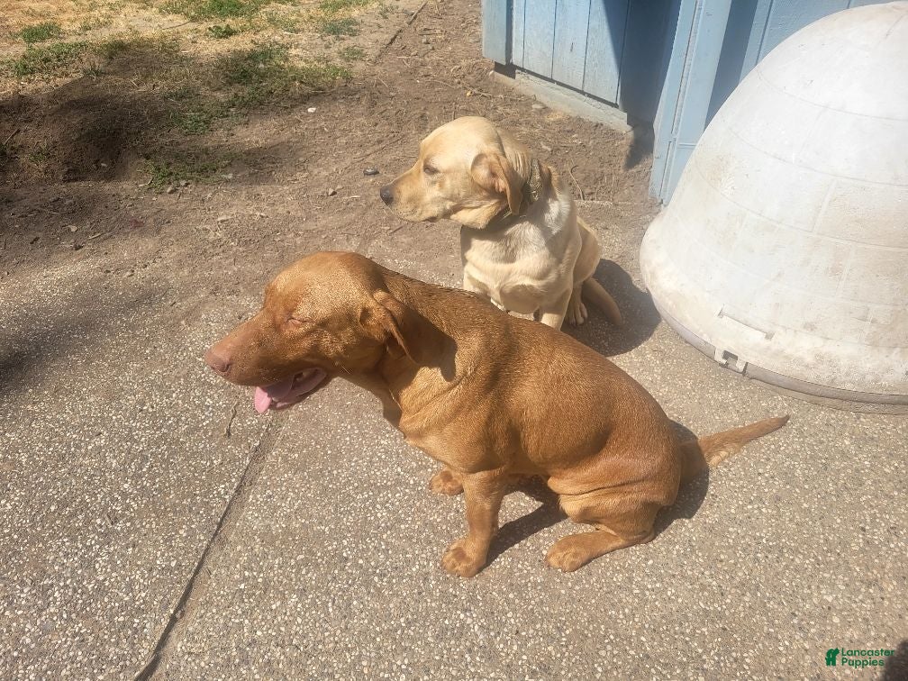 Labrador Retriever dogs TBD - Ad 1