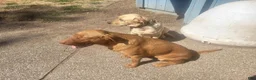 Labrador Retriever dogs for sale: TBD - Ad 1