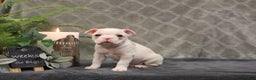 Boston Terrier dogs for sale: Sugar - Ad 7