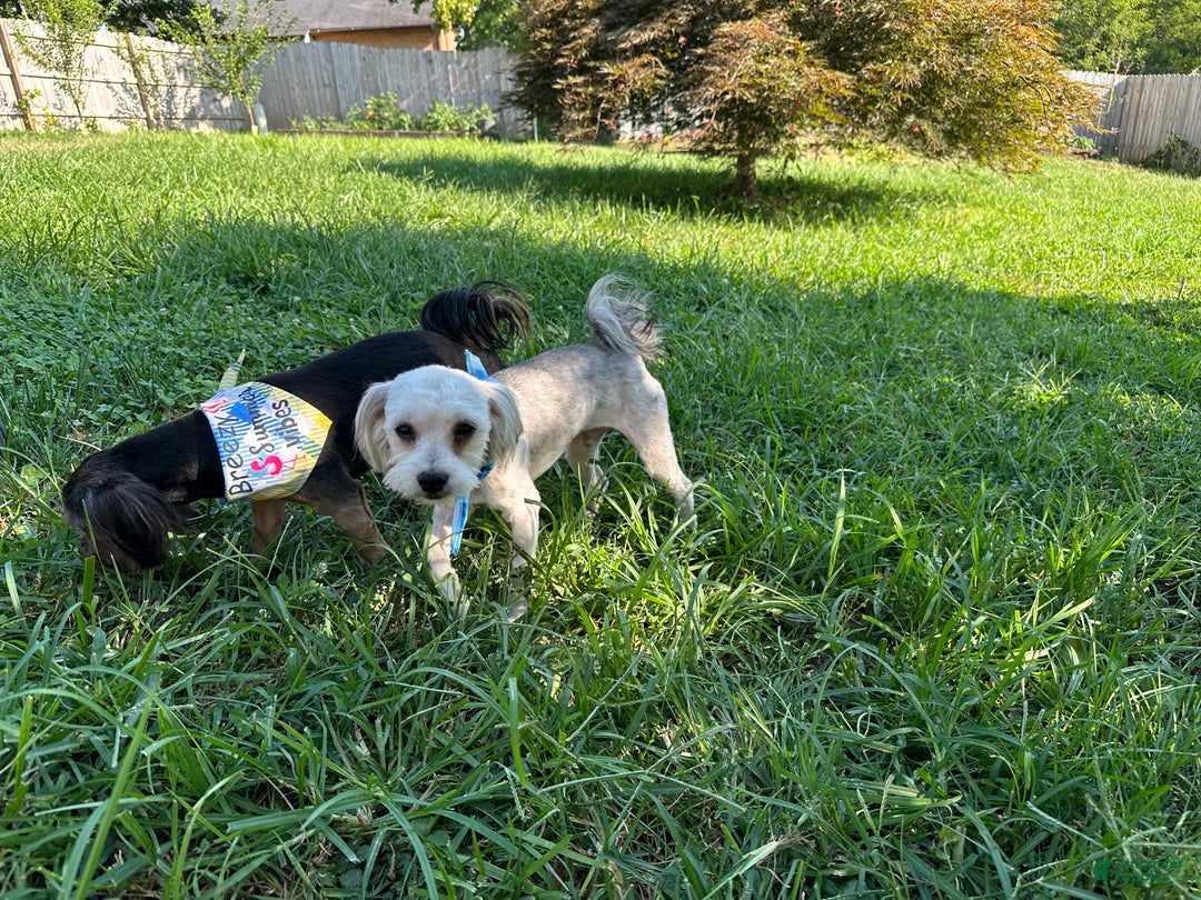 Yorkiepoo dogs for sale: Gilbert - Ad 9