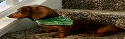 Dachshund dogs for sale: Dachshund 1 - Ad 7