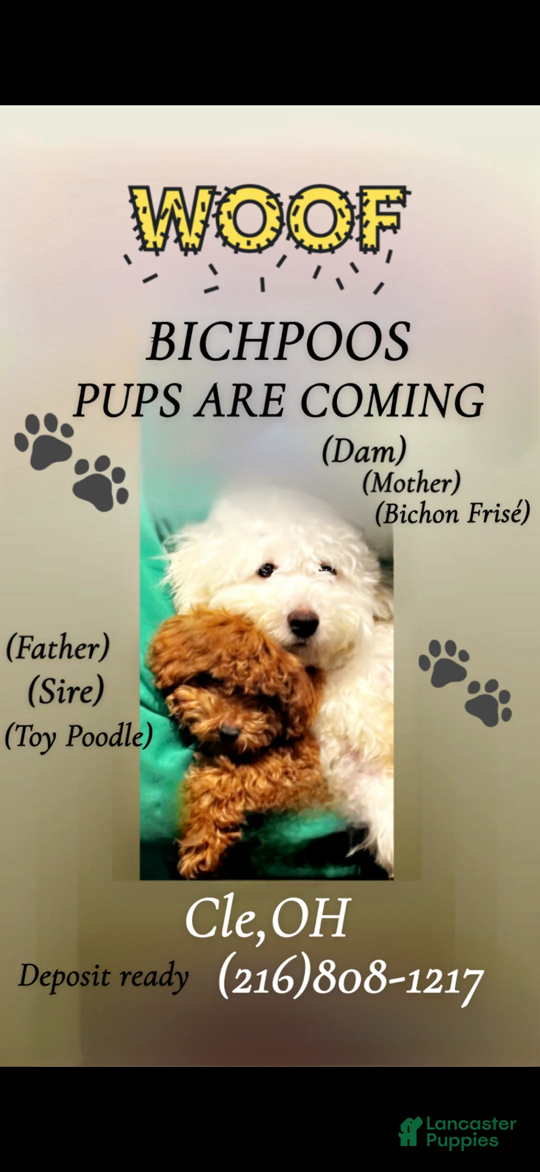 Bichpoo dogs for sale: Bichpoo Puppy 5 Beyoncé  - Ad 2