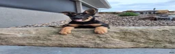 German Shepherd dogs for sale: Karl - Ad 4