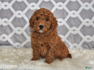 Mini Goldendoodle dogs - Ad 6