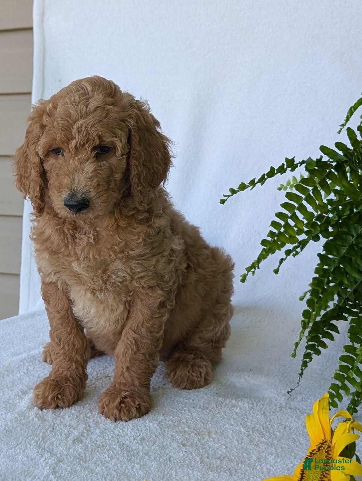 Goldendoodle dogs Sara - Ad 2