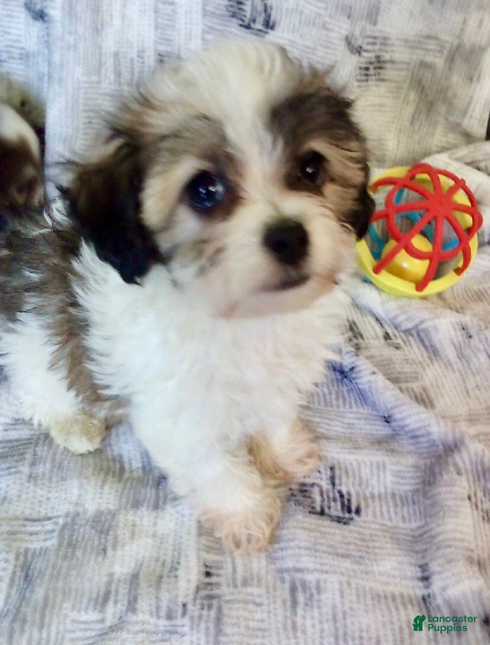 Havanese dogs Stuart - Ad 31