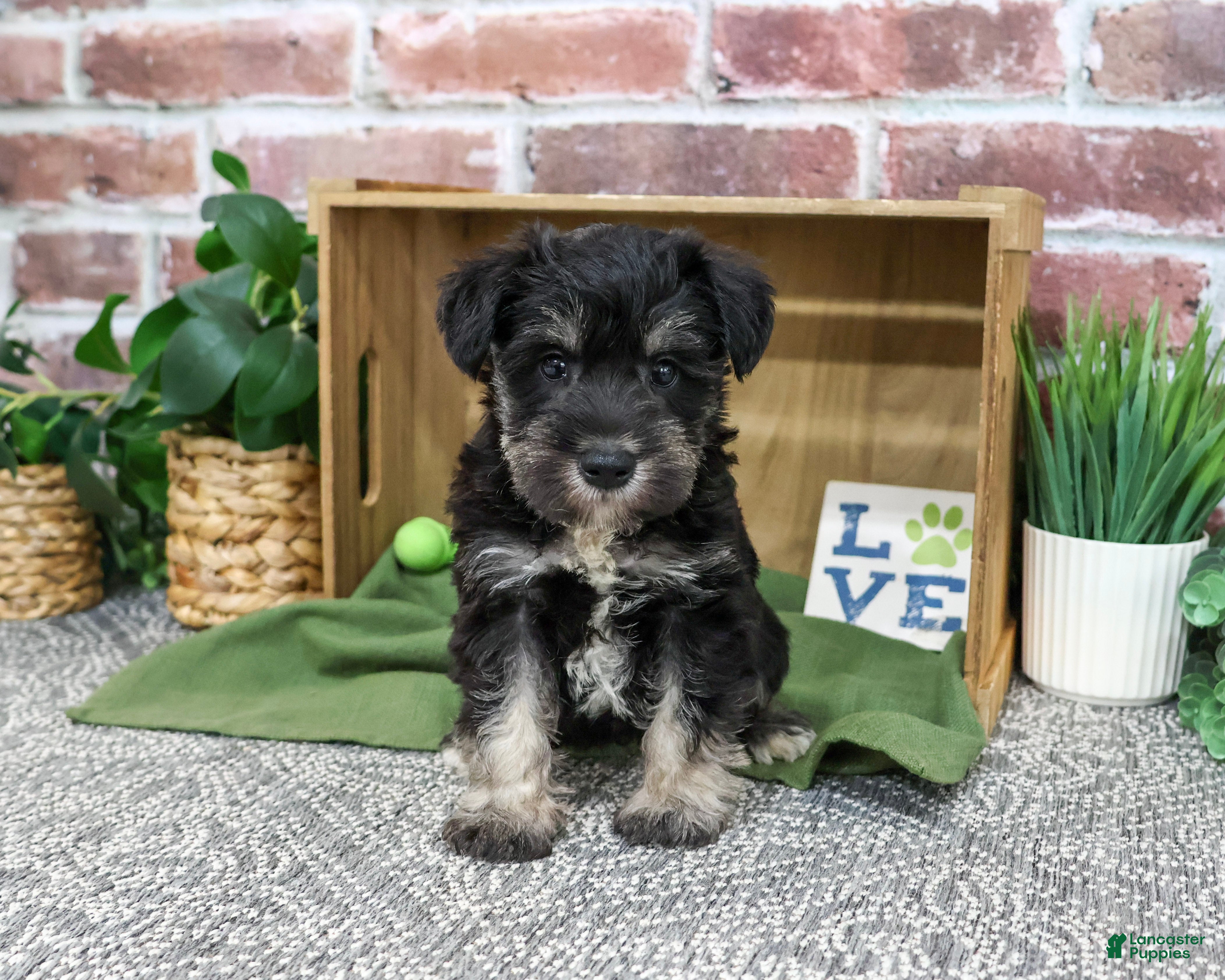 Miniature Schnauzer dogs Dawson - Ad 32