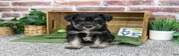 Miniature Schnauzer dogs for sale: Dawson - Ad 1