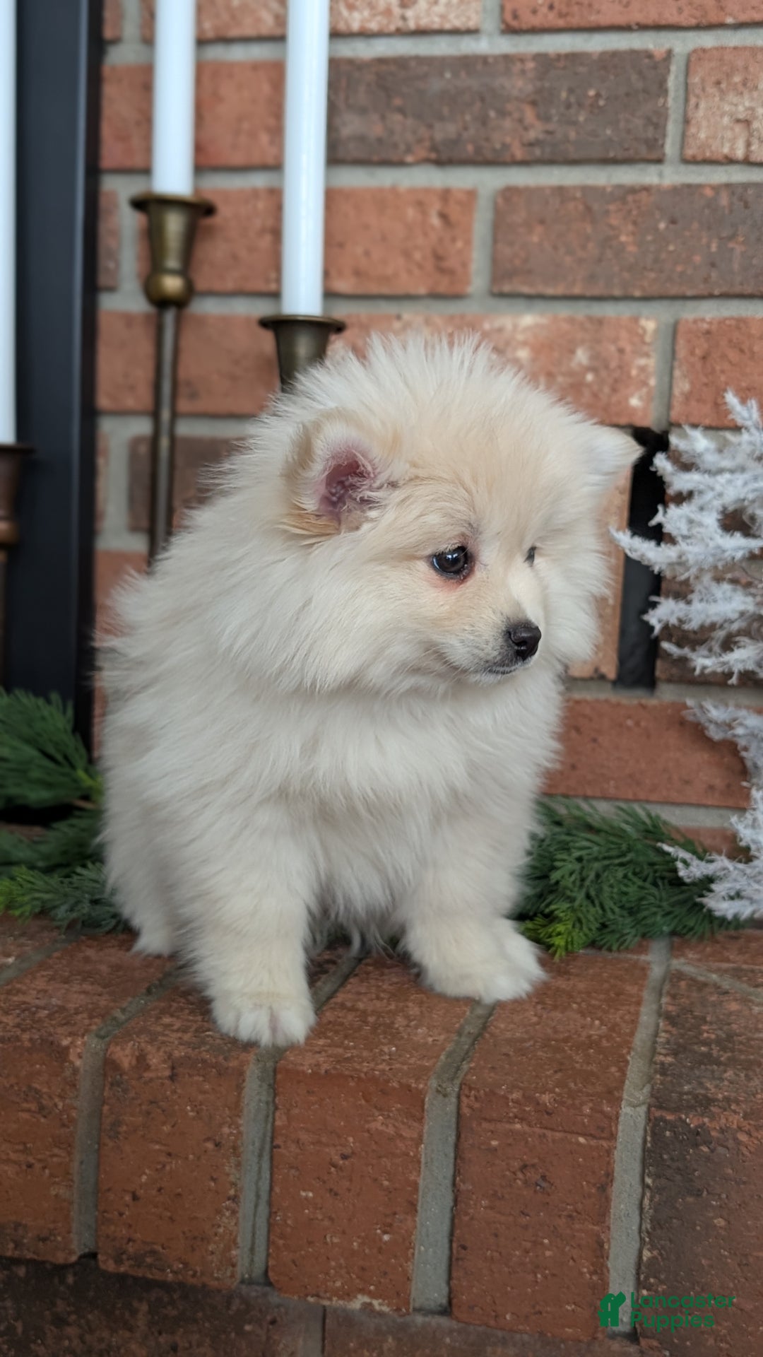 Pomsky dogs for sale: Jill  - Ad 7