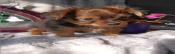 Yorkshire Terrier dogs for sale: Yorkshire Terrier Puppy 2 - Ad 2