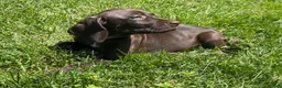 German Shorthaired Pointer dogs for sale: Hope - Ad 7