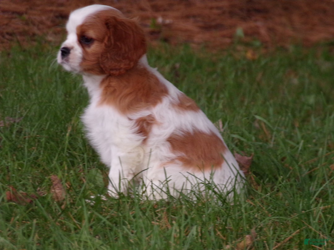 Cavalier King Charles Spaniel dogs for sale: Harley - Ad 2