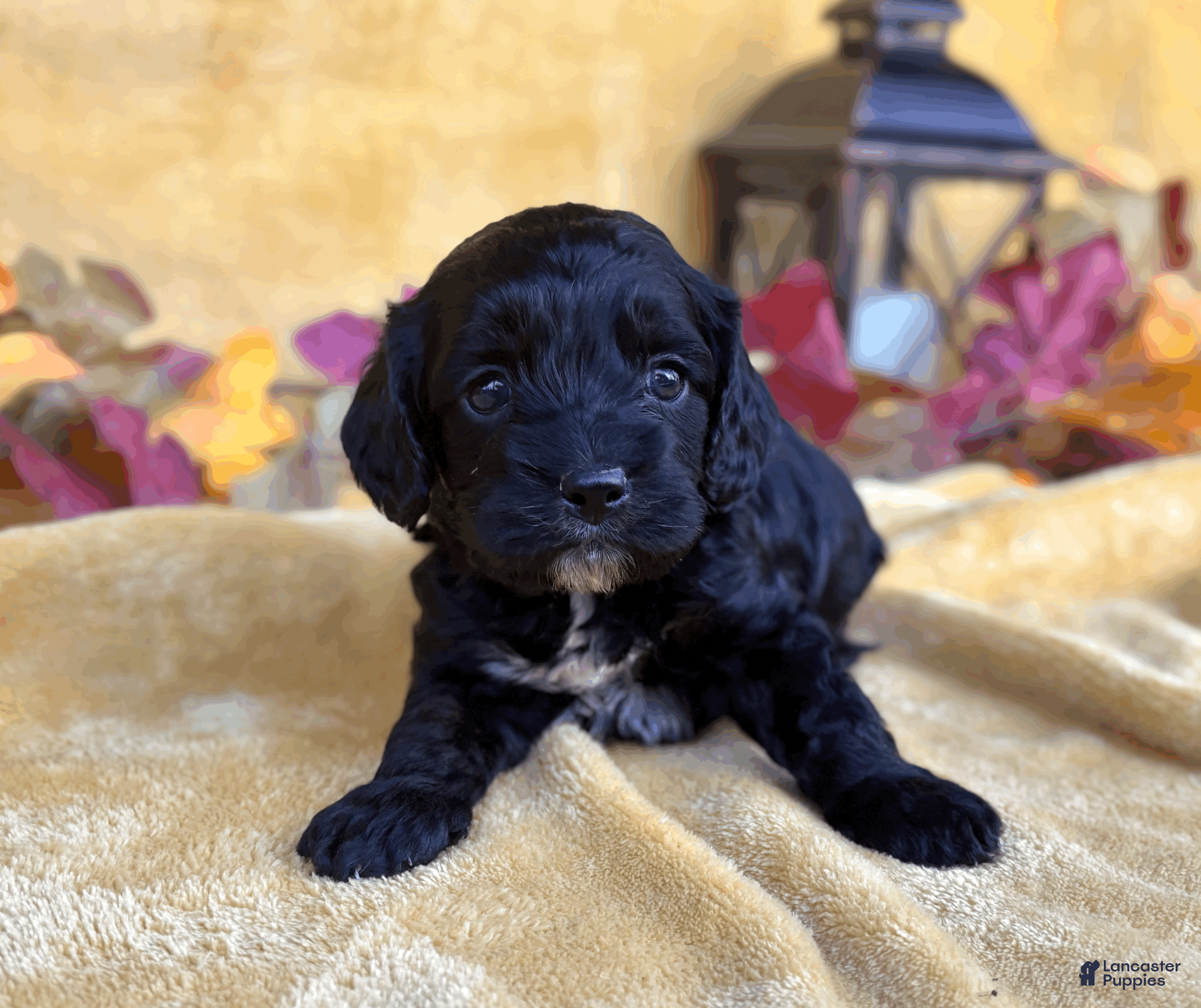 Cockapoo Puppies for sale in Tennessee Lancaster Puppies