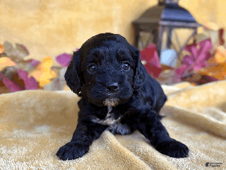 Cockapoo dogs - Ad 22