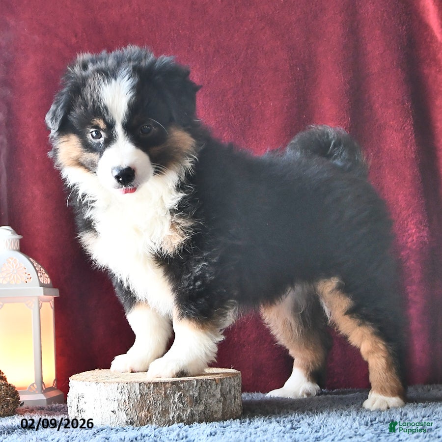 Miniature Australian Shepherd dogs Dawn - Ad 13