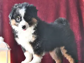 Miniature Australian Shepherd dogs Dawn - Ad 13