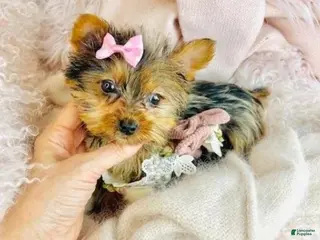 Mixed Breed dogs Mixed Breed Puppy 1 - Ad 26