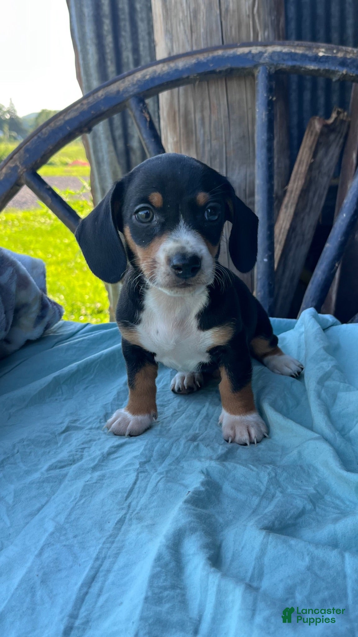 Miniature Dachshund dogs Tyler - Ad 2