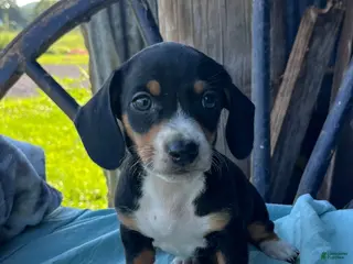 Miniature Dachshund dogs Tyler - Ad 2