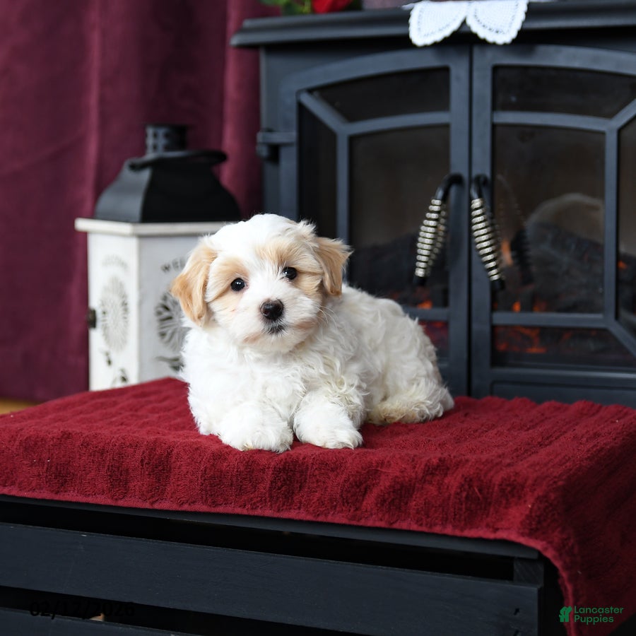 Maltipoo dogs Tom  - Ad 42