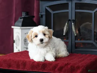 Maltipoo dogs Tom - Ad 42