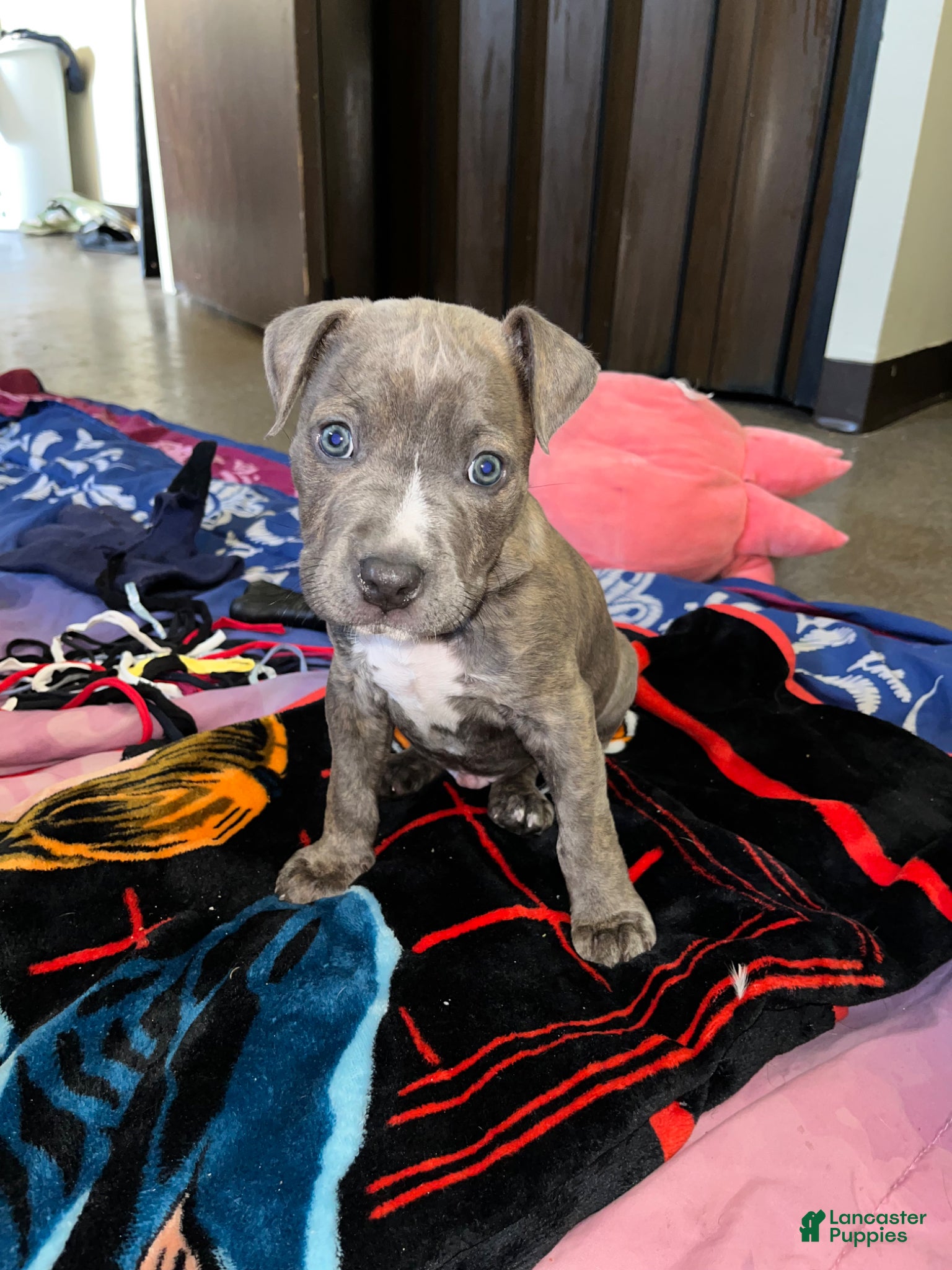 American Bully dogs Sosa - Ad 18