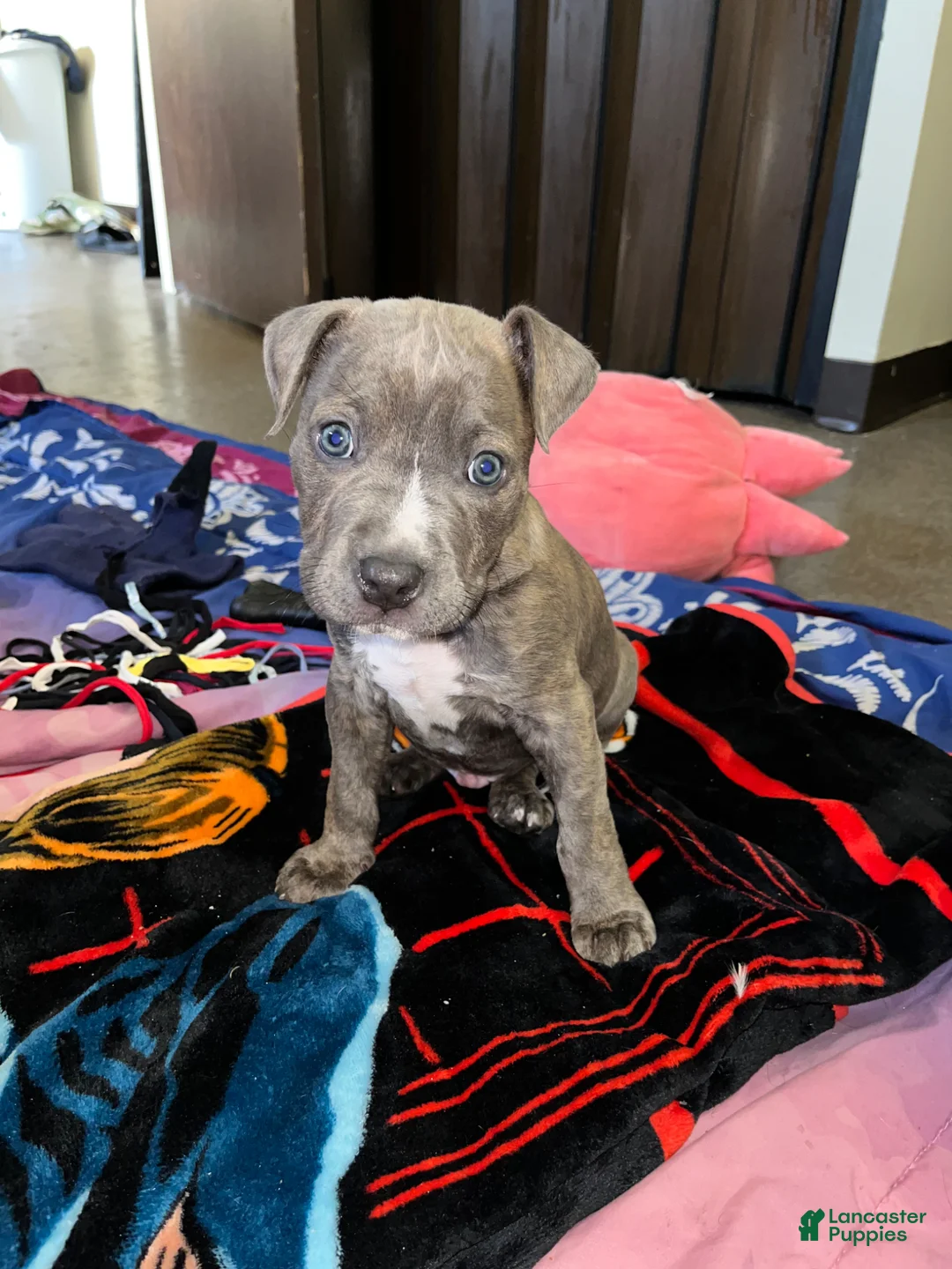 American Bully dogs for sale: Sosa - Ad 1